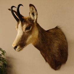 Gams Gamshaupt Gemse Schlauchlänge 15,2 cm Kopf Präparat Haupt 85.13.64