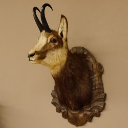 Gams Gamshaupt Gemse Schlauchlänge 21,8 cm Kopf Präparat Haupt Trophäenschild