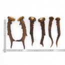 Rehstangen 3 Paar Stangen L 18-21 cm ältere Gehörne Rehgeweihe Geweih Stange 14.3.121