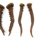 Rehstangen 3 Paar Stangen L 18-21 cm ältere Gehörne Rehgeweihe Geweih Stange 14.3.121
