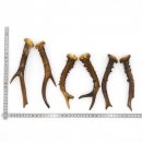 Rehstangen 3 Paar Stangen L 19-22 cm ältere Gehörne Rehgeweihe Geweih Stange 14.3.122