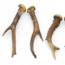 Rehstangen 3 Paar Stangen L 19-22 cm ältere Gehörne Rehgeweihe Geweih Stange 14.3.122