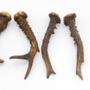 Rehstangen 3 Paar Stangen L 19-22 cm ältere Gehörne Rehgeweihe Geweih Stange 14.3.122