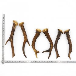 Rehstangen 3 Paar Stangen L 19-22 cm ältere Gehörne Rehgeweihe Geweih Stange 14.3.122