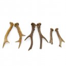 Rehstangen 3 Paar Stangen L 12-20 cm ältere Gehörne Rehgeweihe Geweih Stange 14.3.123