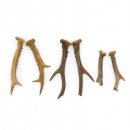 Rehstangen 3 Paar Stangen L 12-20 cm ältere Gehörne Rehgeweihe Geweih Stange 14.3.123