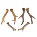 Rehstangen 3 Paar Stangen L 12-20 cm ältere Gehörne Rehgeweihe Geweih Stange 14.3.123