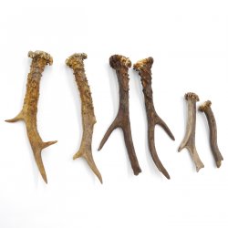 Rehstangen 3 Paar Stangen L 12-20 cm ältere Gehörne Rehgeweihe Geweih Stange 14.3.123