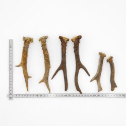 Rehstangen 3 Paar Stangen L 12-20 cm ältere Gehörne Rehgeweihe Geweih Stange 14.3.123