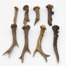 Rehstangen 8 Stück Stangen L 9-17 cm ältere konvolut Rehgeweihe Geweih Stange 14.3.124