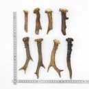 Rehstangen 8 Stück Stangen L 9-17 cm ältere konvolut Rehgeweihe Geweih Stange 14.3.124