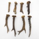 Rehstangen 8 Stück Stangen L 9-17 cm ältere konvolut Rehgeweihe Geweih Stange 14.3.124