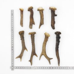 Rehstangen 8 Stück Stangen L 9-17 cm ältere konvolut Rehgeweihe Geweih Stange 14.3.124