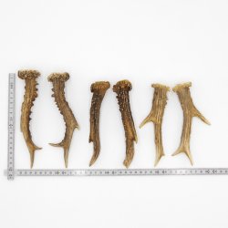 Rehstangen 3 Paar Stangen L 17-20 cm Gehörne Rehgeweihe Geweih Stange 14.3.125