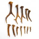 Rehstangen 12 Stück Stangen L 5-20 cm konvolut Gehörne Rehgeweihe Geweih Stange 14.3.126