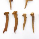 Rehstangen 12 Stück Stangen L 5-20 cm konvolut Gehörne Rehgeweihe Geweih Stange 14.3.126