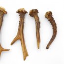 Rehstangen 12 Stück Stangen L 5-20 cm konvolut Gehörne Rehgeweihe Geweih Stange 14.3.126