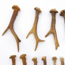 Rehstangen 12 Stück Stangen L 5-20 cm konvolut Gehörne Rehgeweihe Geweih Stange 14.3.126