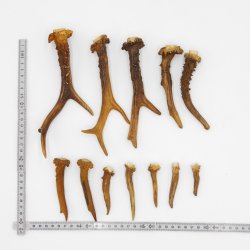 Rehstangen 12 Stück Stangen L 5-20 cm konvolut Gehörne Rehgeweihe Geweih Stange 14.3.126