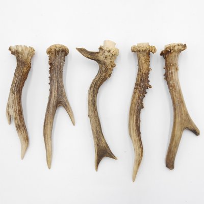 Rehstangen 5 Stück Stangen L 15-17 cm konvolut Gehörne Rehgeweihe Geweih Stange 14.3.127