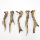 Rehstangen 5 Stück Stangen L 15-17 cm konvolut Gehörne Rehgeweihe Geweih Stange 14.3.127