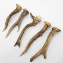 Rehstangen 5 Stück Stangen L 15-17 cm konvolut Gehörne Rehgeweihe Geweih Stange 14.3.127