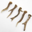 Rehstangen 5 Stück Stangen L 15-17 cm konvolut Gehörne Rehgeweihe Geweih Stange 14.3.127