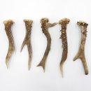 Rehstangen 5 Stück Stangen L 15-17 cm konvolut Gehörne Rehgeweihe Geweih Stange 14.3.127