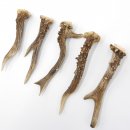 Rehstangen 5 Stück Stangen L 15-17 cm konvolut Gehörne Rehgeweihe Geweih Stange 14.3.127
