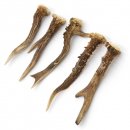 Rehstangen 5 Stück Stangen L 15-17 cm konvolut Gehörne Rehgeweihe Geweih Stange 14.3.127