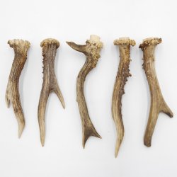Rehstangen 5 Stück Stangen L 15-17 cm konvolut Gehörne Rehgeweihe Geweih Stange 14.3.127