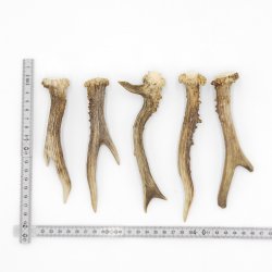 Rehstangen 5 Stück Stangen L 15-17 cm konvolut Gehörne Rehgeweihe Geweih Stange 14.3.127