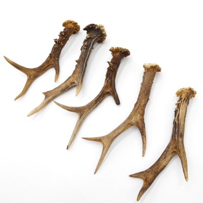 Rehstangen 5 Stück Stangen L 15-20 cm konvolut Gehörne Rehgeweihe Geweih Stange 14.3.128