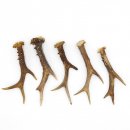 Rehstangen 5 Stück Stangen L 15-20 cm konvolut Gehörne Rehgeweihe Geweih Stange 14.3.128