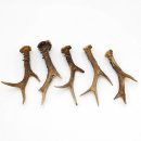 Rehstangen 5 Stück Stangen L 15-20 cm konvolut Gehörne Rehgeweihe Geweih Stange 14.3.128