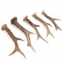 Rehstangen 5 Stück Stangen L 15-20 cm konvolut Gehörne Rehgeweihe Geweih Stange 14.3.128