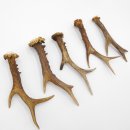 Rehstangen 5 Stück Stangen L 15-20 cm konvolut Gehörne Rehgeweihe Geweih Stange 14.3.128