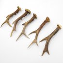 Rehstangen 5 Stück Stangen L 15-20 cm konvolut Gehörne Rehgeweihe Geweih Stange 14.3.128