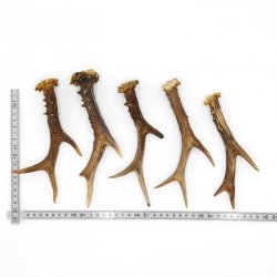 Rehstangen 5 Stück Stangen L 15-20 cm konvolut Gehörne Rehgeweihe Geweih Stange 14.3.128