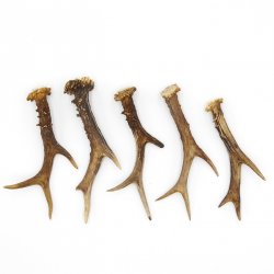 Rehstangen 5 Stück Stangen L 15-20 cm konvolut Gehörne Rehgeweihe Geweih Stange 14.3.128