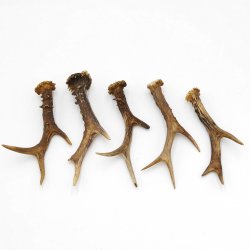 Rehstangen 5 Stück Stangen L 15-20 cm konvolut Gehörne Rehgeweihe Geweih Stange 14.3.128
