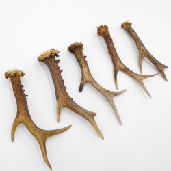 Rehstangen 5 Stück Stangen L 15-20 cm konvolut Gehörne Rehgeweihe Geweih Stange 14.3.128
