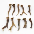 Rehstangen 10 Stück Stangen L 10-15 cm konvolut Gehörne Rehgeweihe Geweih Stange 14.3.129