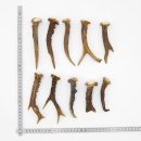 Rehstangen 10 Stück Stangen L 10-15 cm konvolut Gehörne Rehgeweihe Geweih Stange 14.3.129