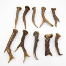 Rehstangen 10 Stück Stangen L 10-15 cm konvolut Gehörne Rehgeweihe Geweih Stange 14.3.129