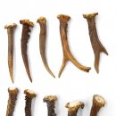 Rehstangen 10 Stück Stangen L 10-15 cm konvolut Gehörne Rehgeweihe Geweih Stange 14.3.129