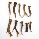 Rehstangen 10 Stück Stangen L 10-15 cm konvolut Gehörne Rehgeweihe Geweih Stange 14.3.129