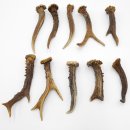 Rehstangen 10 Stück Stangen L 10-15 cm konvolut Gehörne Rehgeweihe Geweih Stange 14.3.129