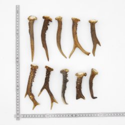 Rehstangen 10 Stück Stangen L 10-15 cm konvolut Gehörne Rehgeweihe Geweih Stange 14.3.129