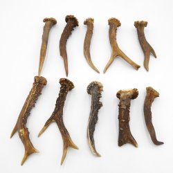 Rehstangen 10 Stück Stangen L 10-15 cm konvolut Gehörne Rehgeweihe Geweih Stange 14.3.129